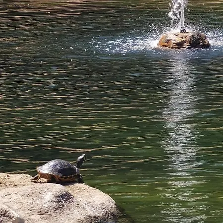 Daire Holiday Apartment Torrevieja